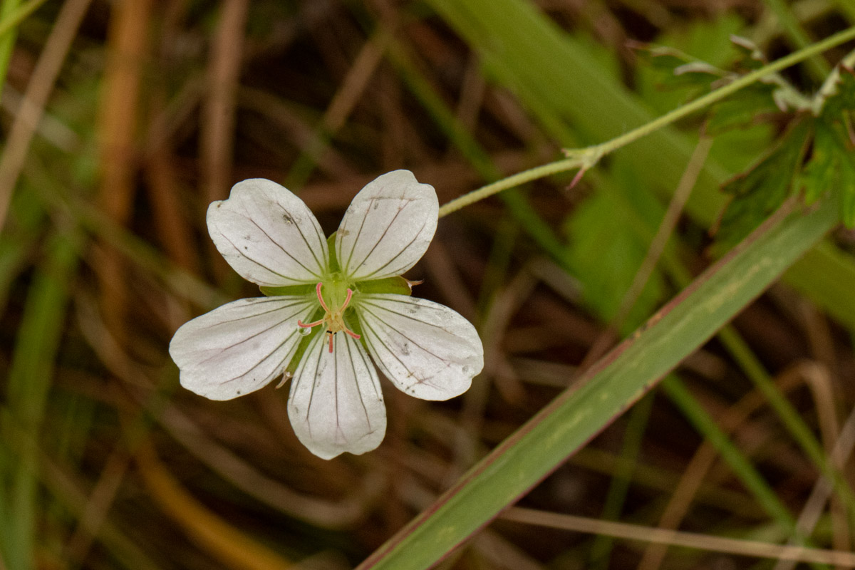 Geranium incanum subsp. nyassense