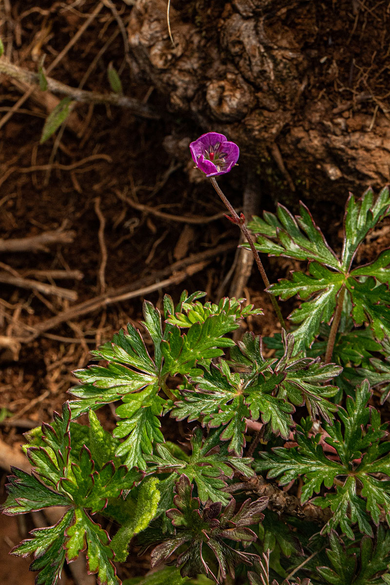 Geranium incanum subsp. nyassense