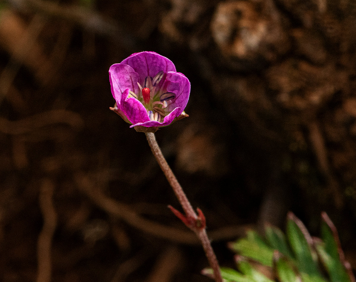Geranium incanum subsp. nyassense