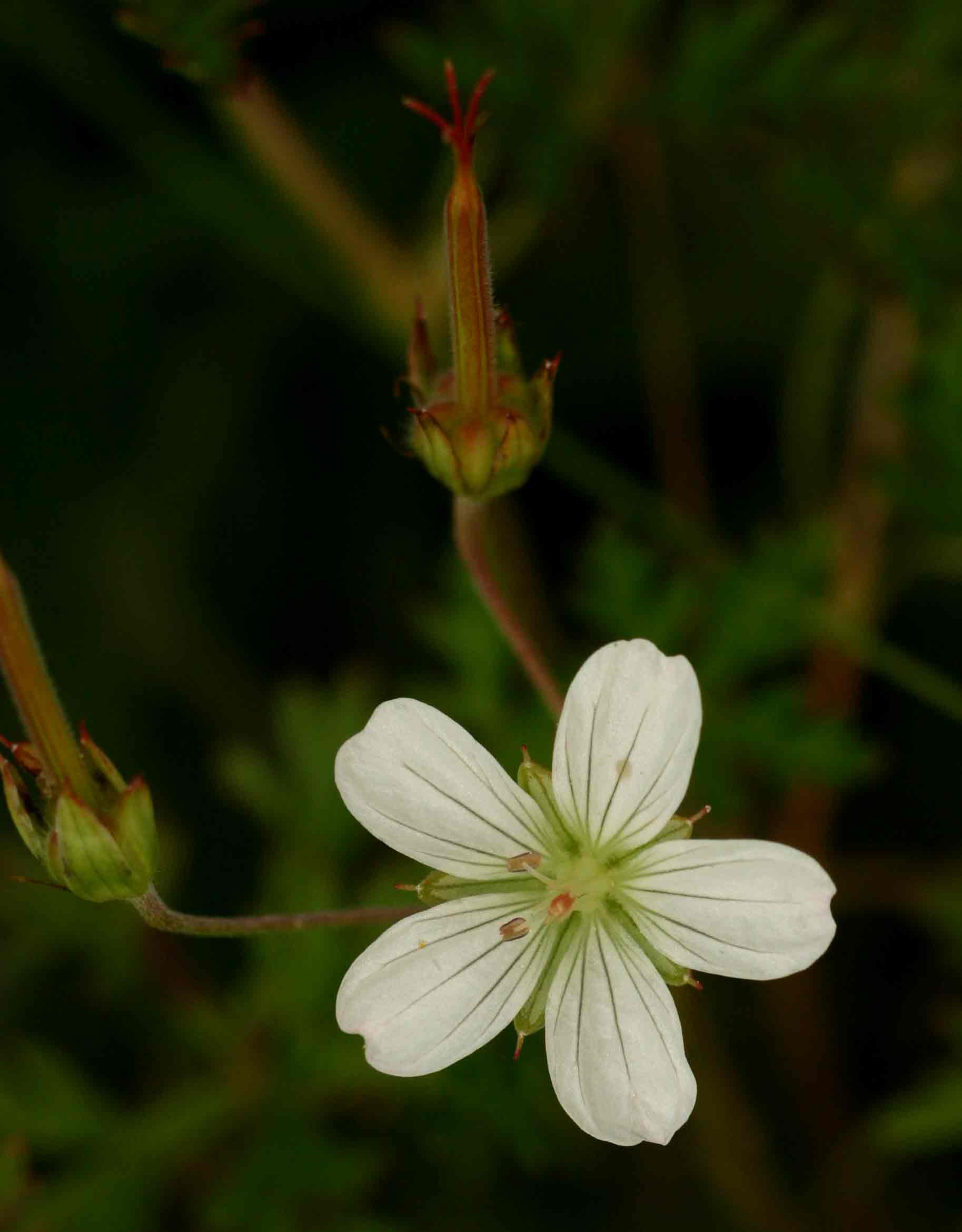 Geranium incanum subsp. nyassense