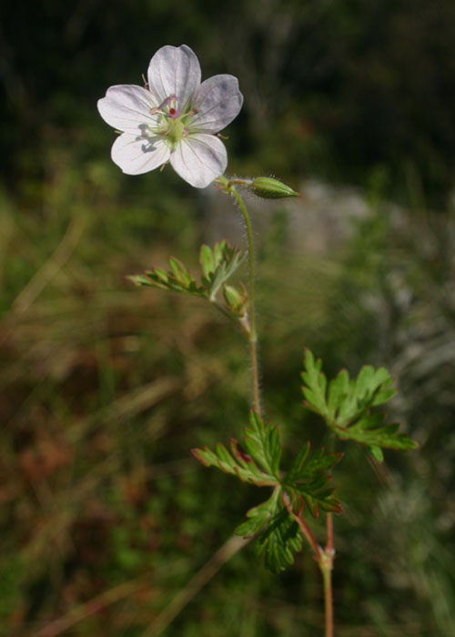 Geranium incanum subsp. nyassense