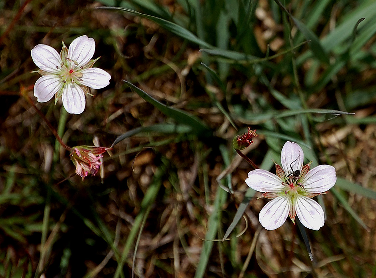 Geranium incanum subsp. nyassense