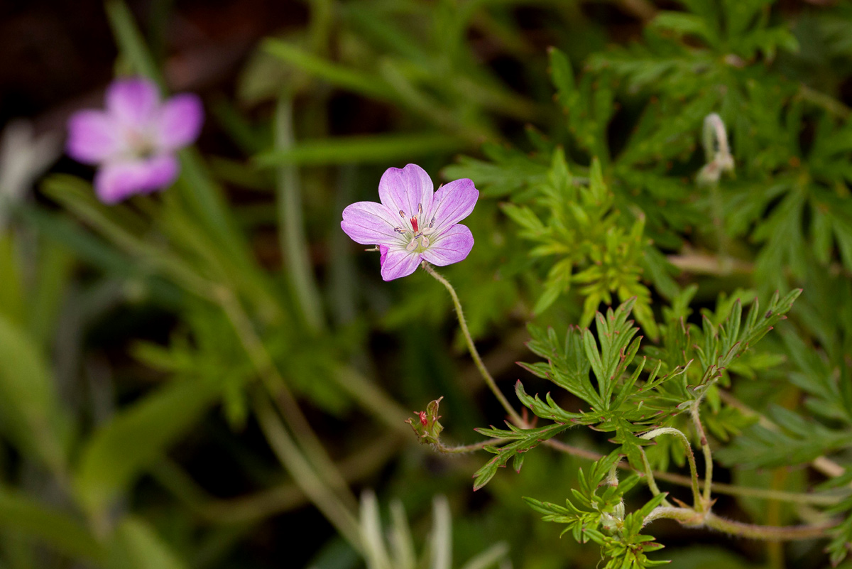 Geranium incanum subsp. nyassense