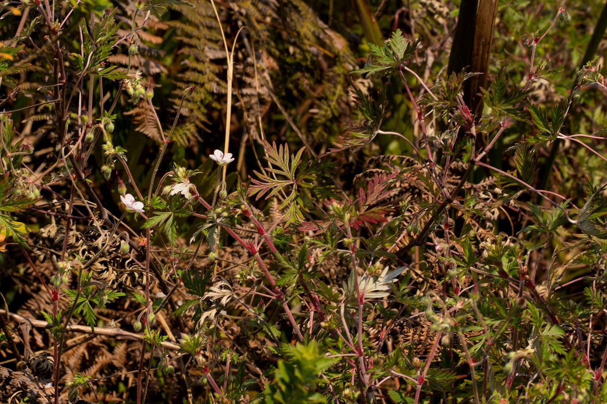 Geranium incanum subsp. nyassense
