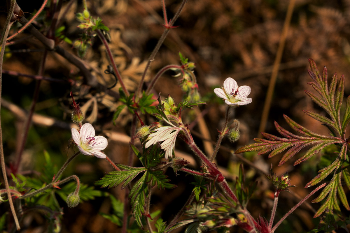 Geranium incanum subsp. nyassense