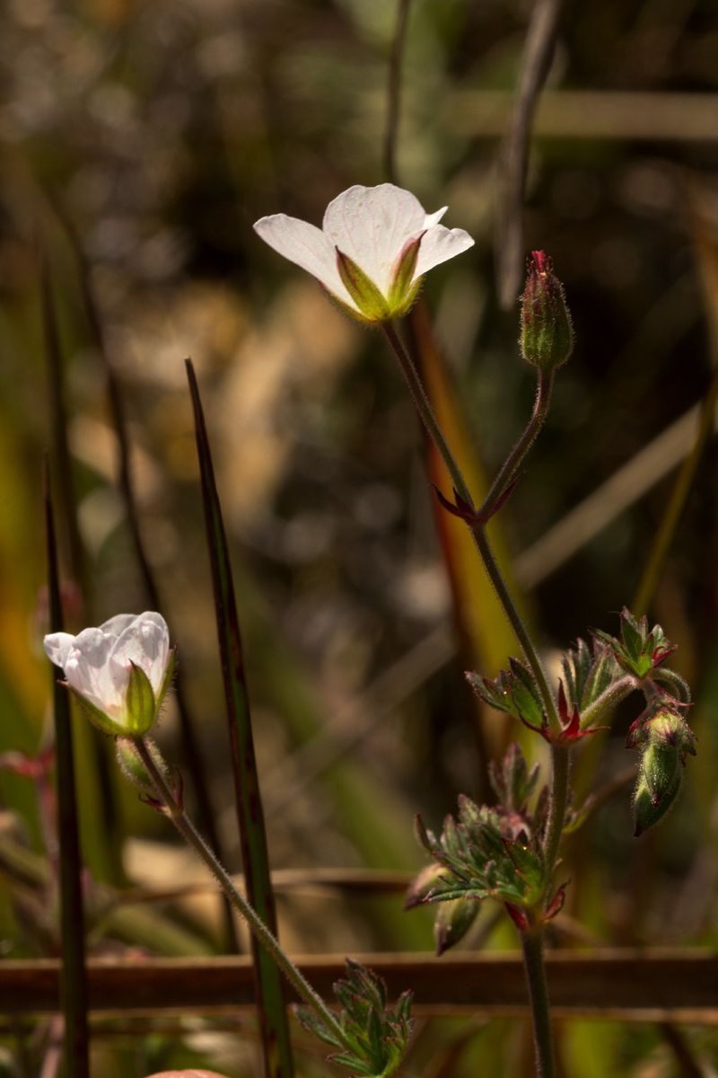 Geranium incanum subsp. nyassense