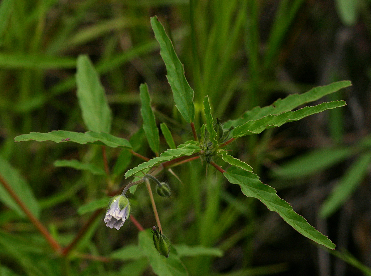 Monsonia angustifolia Monsonia angustifolia