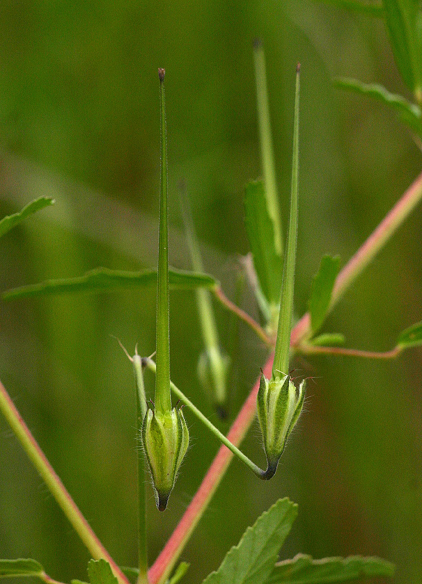 Monsonia angustifolia
