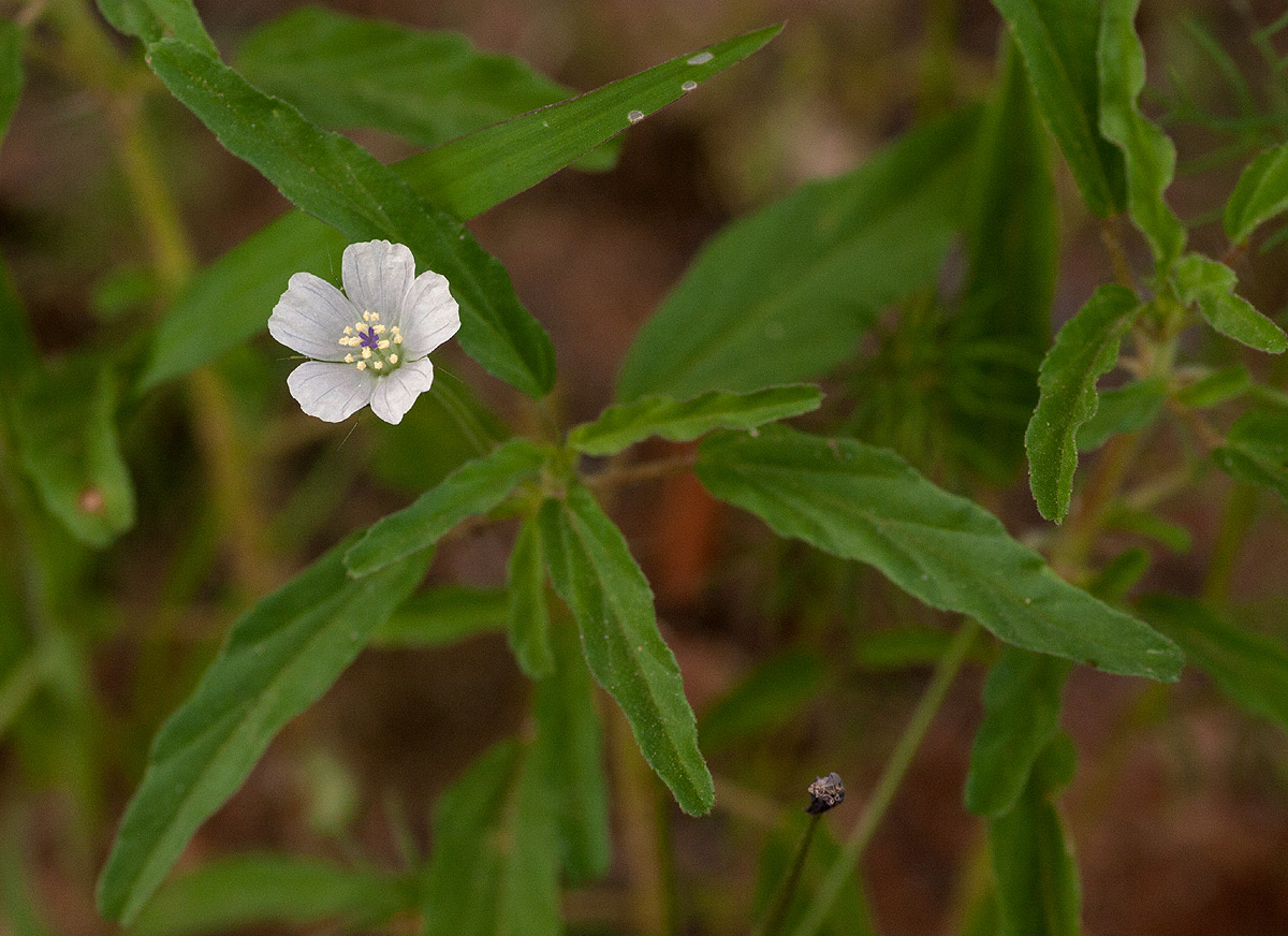 Monsonia angustifolia