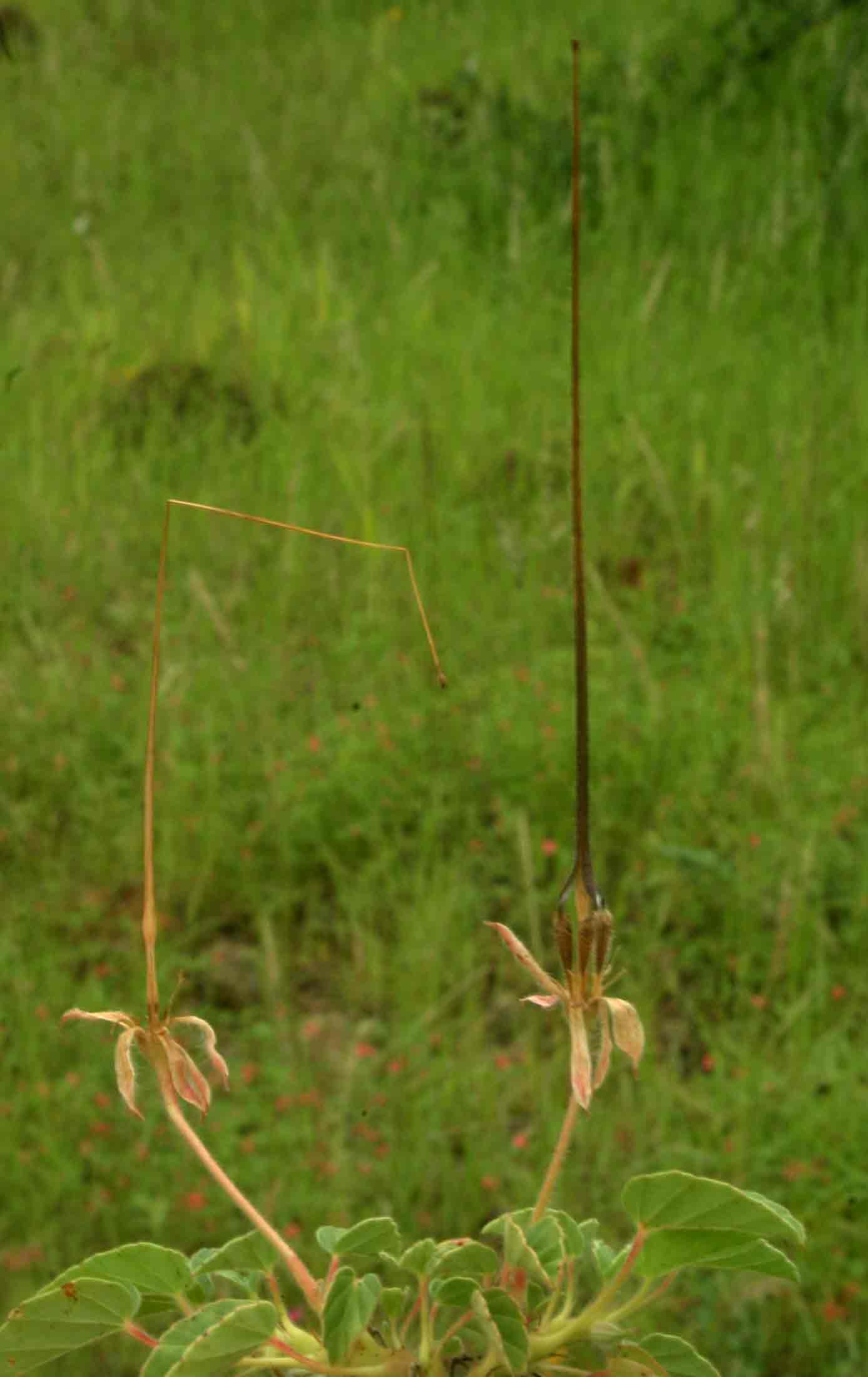 Monsonia senegalensis