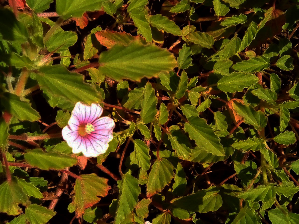 Monsonia senegalensis