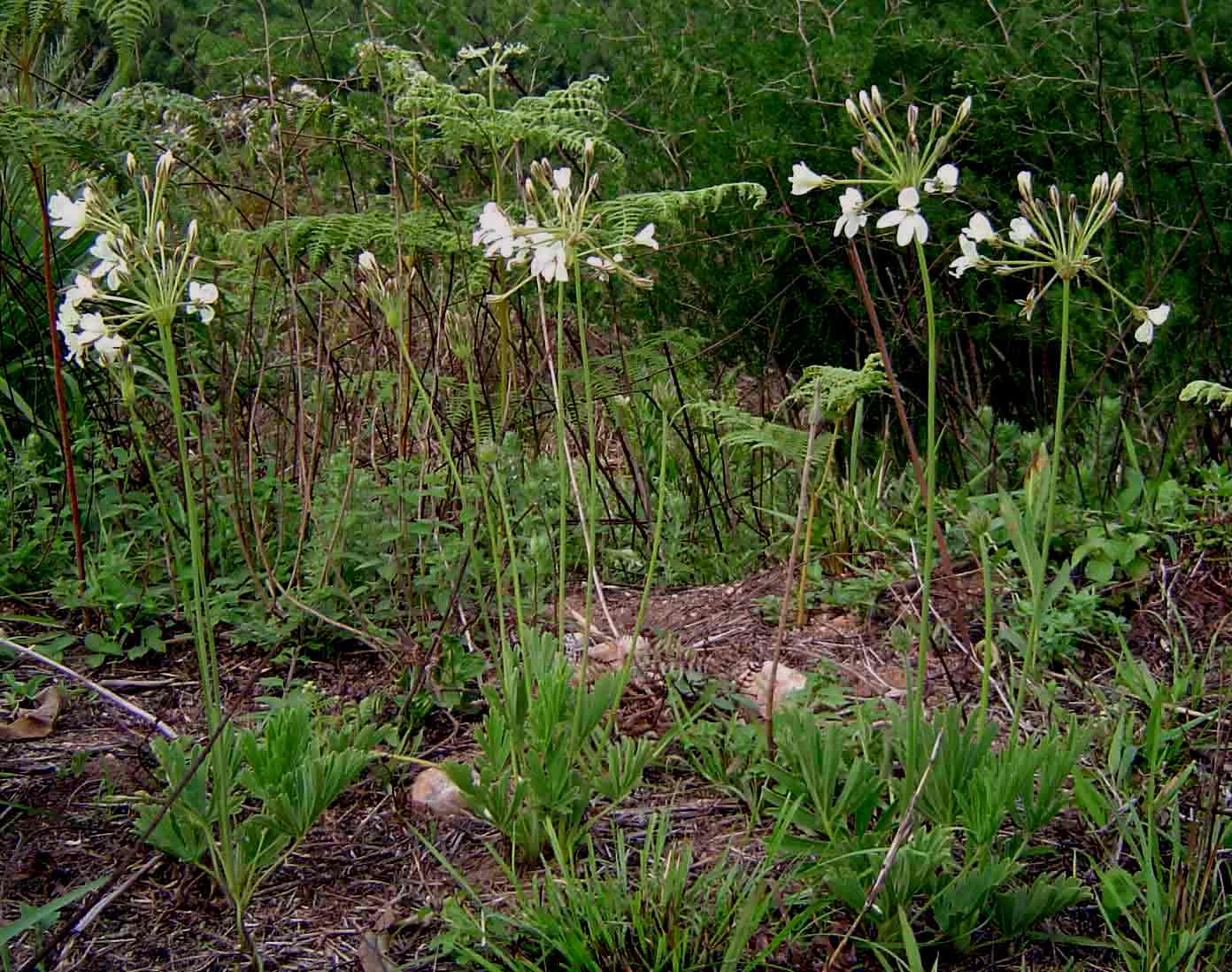Pelargonium luridum Pelargonium luridum