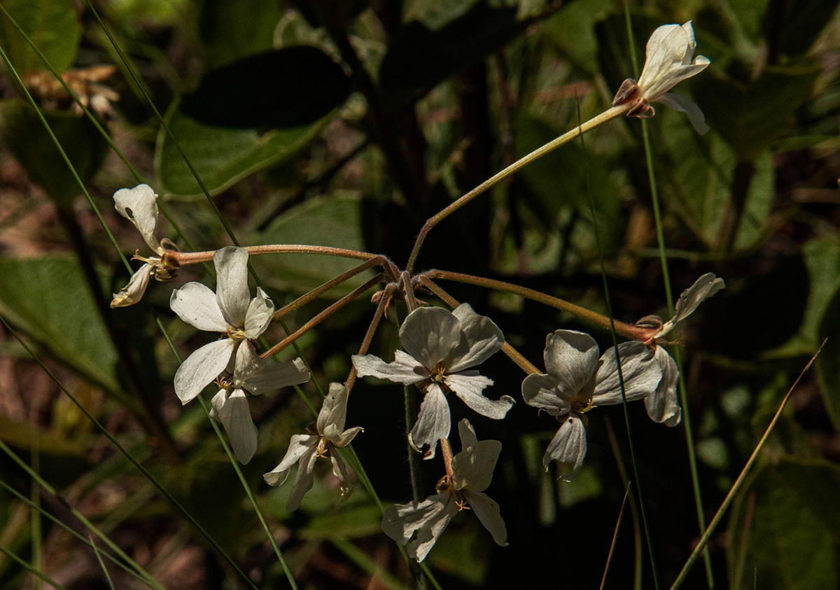 Pelargonium luridum