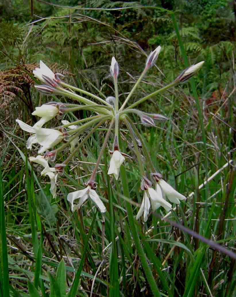 Pelargonium luridum