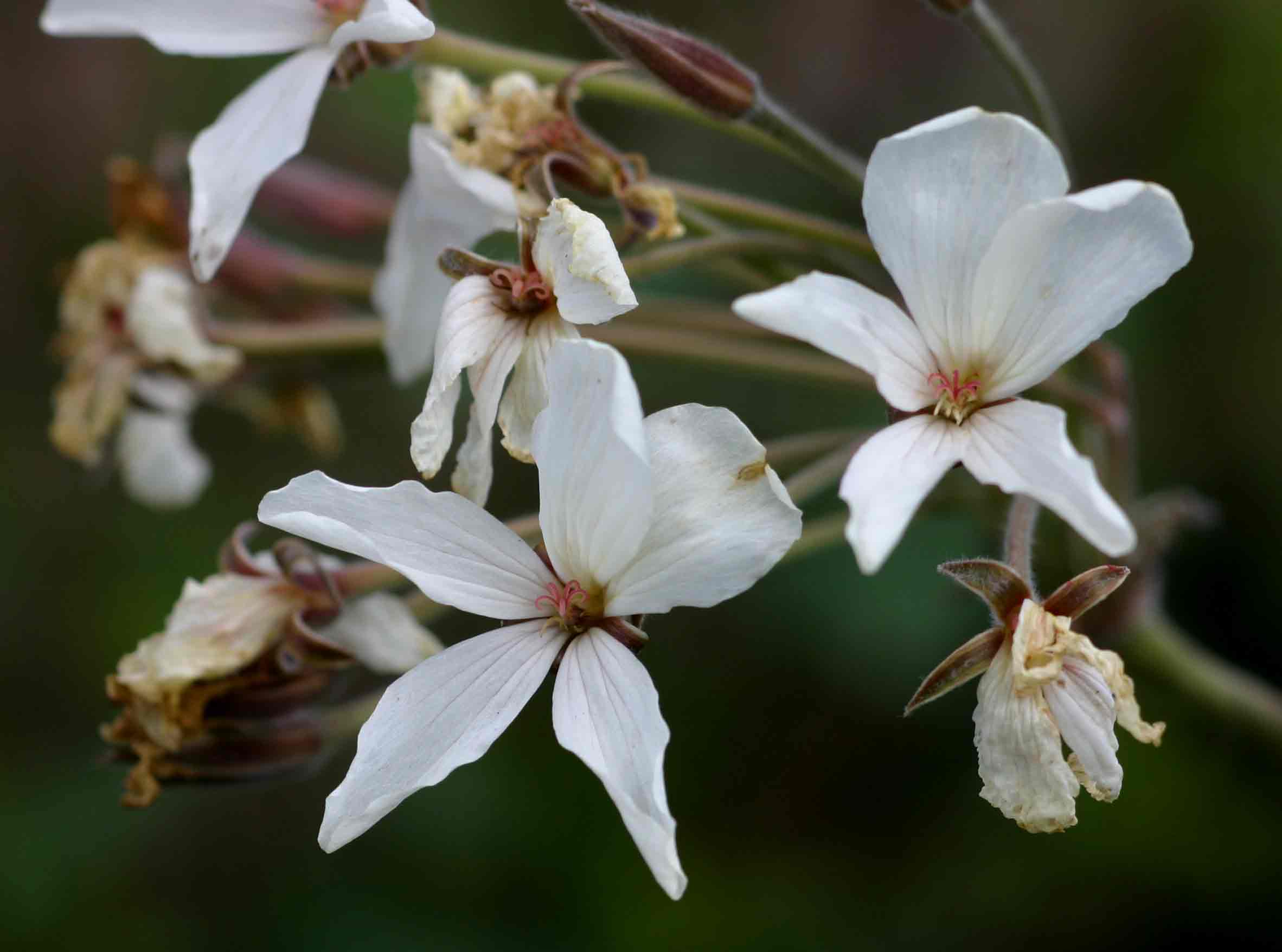 Pelargonium luridum Pelargonium luridum