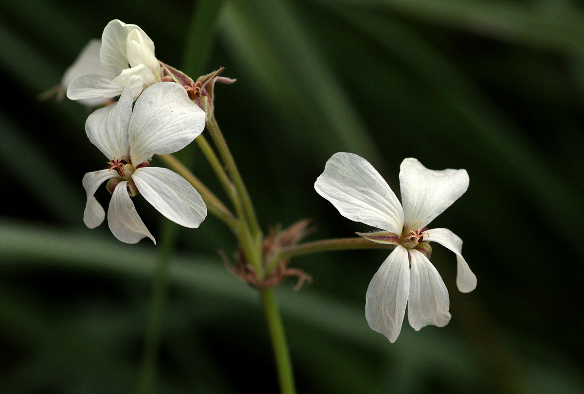 Pelargonium luridum Pelargonium luridum