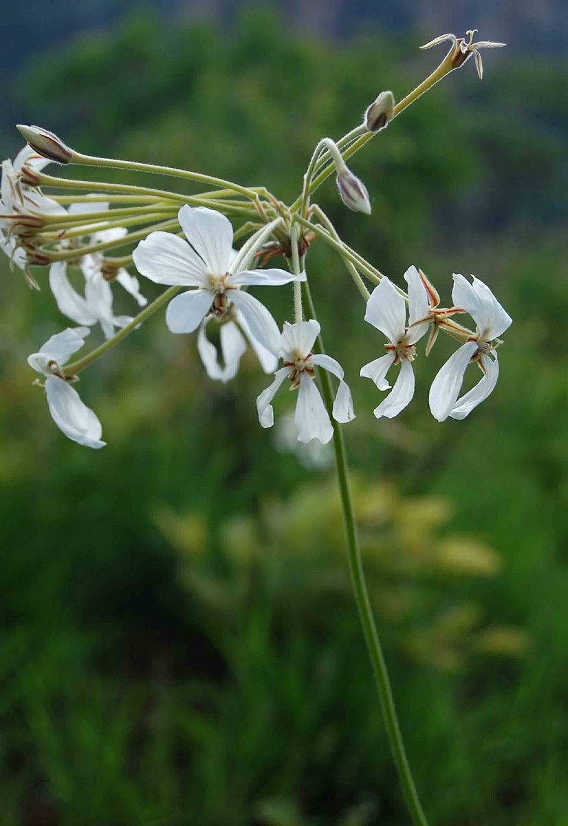 Pelargonium luridum Pelargonium luridum