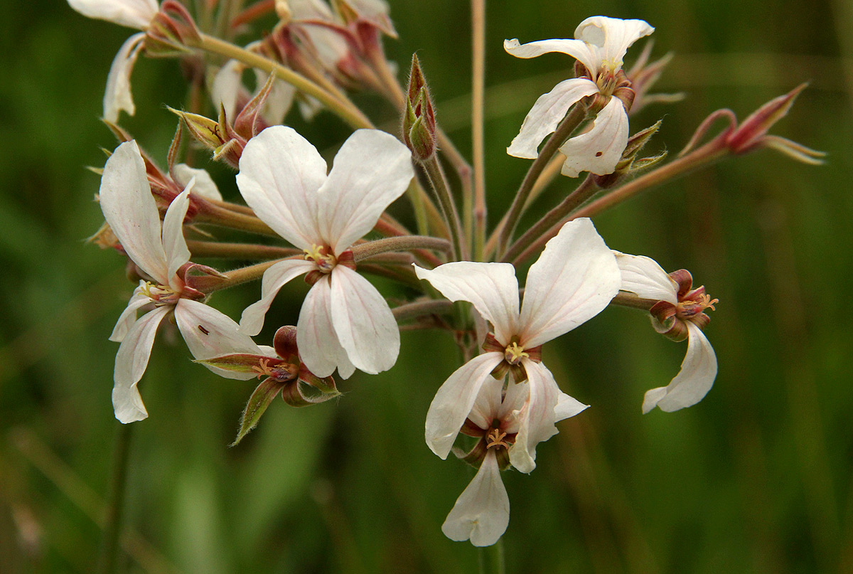 Pelargonium luridum