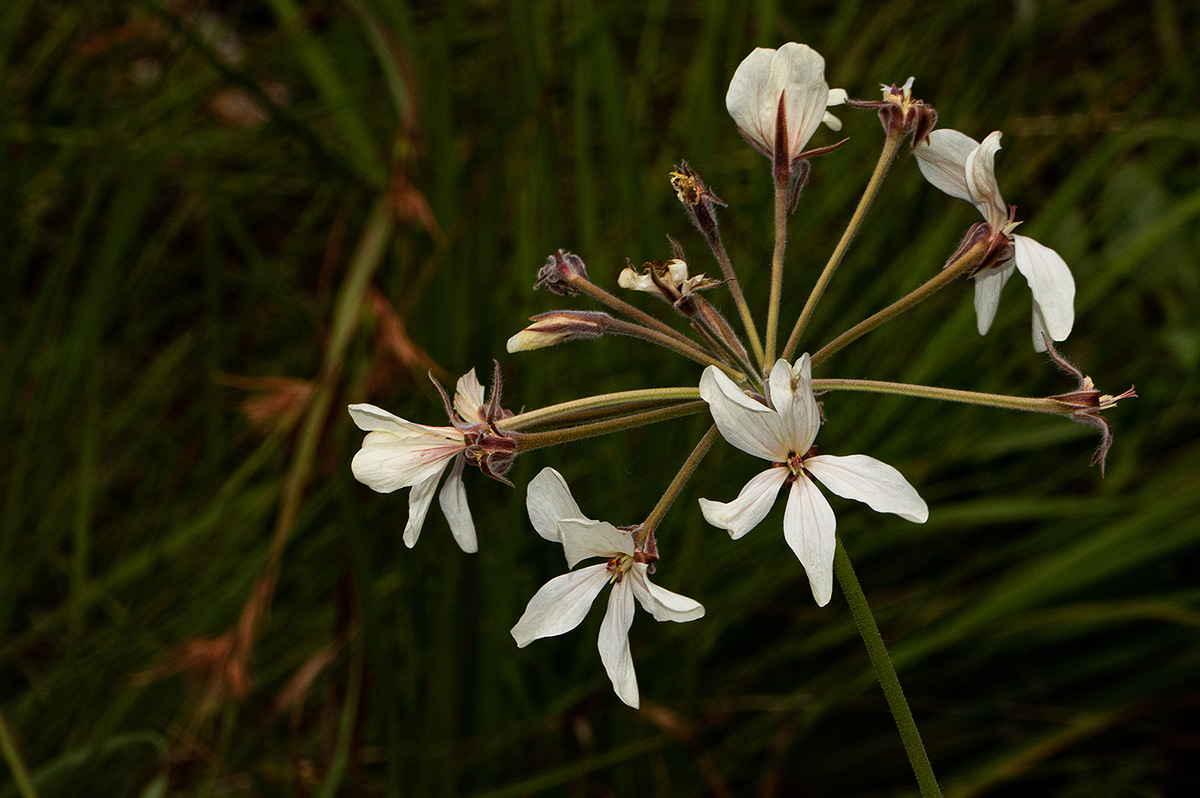 Pelargonium luridum