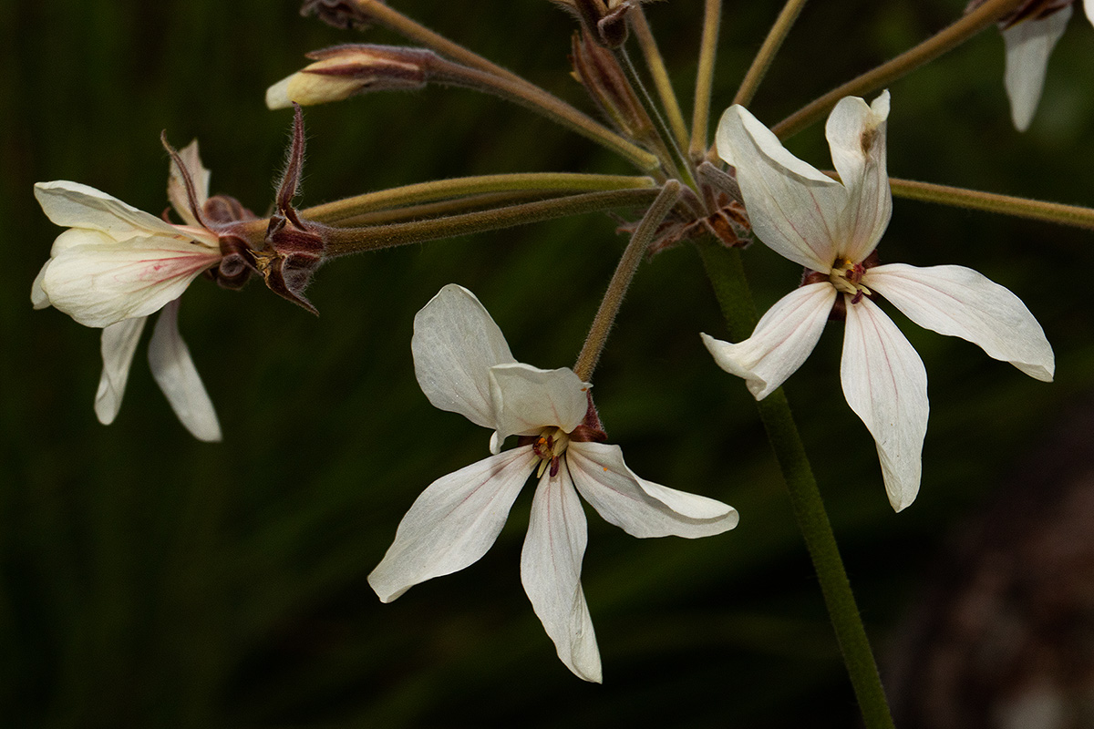 Pelargonium luridum