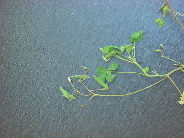 Oxalis corniculata