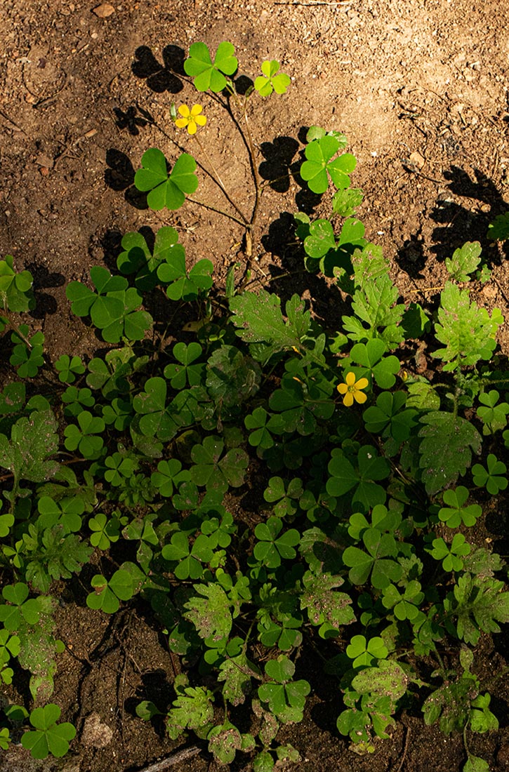 Oxalis corniculata Oxalis corniculata