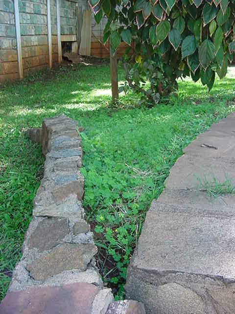 Oxalis corniculata Oxalis corniculata