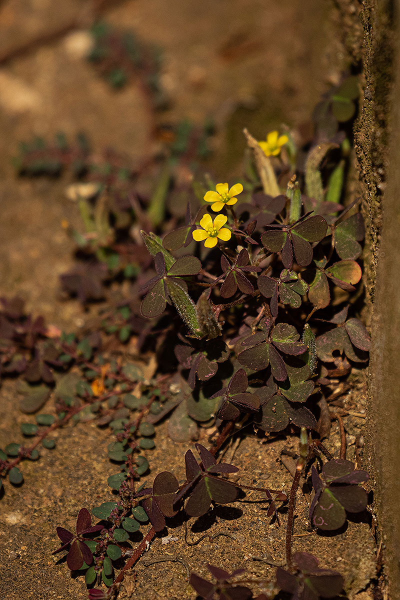 Oxalis corniculata