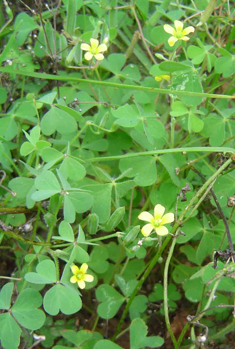 Oxalis corniculata