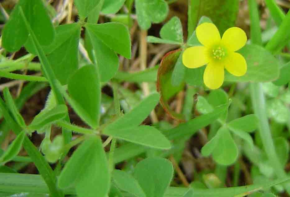 Oxalis corniculata