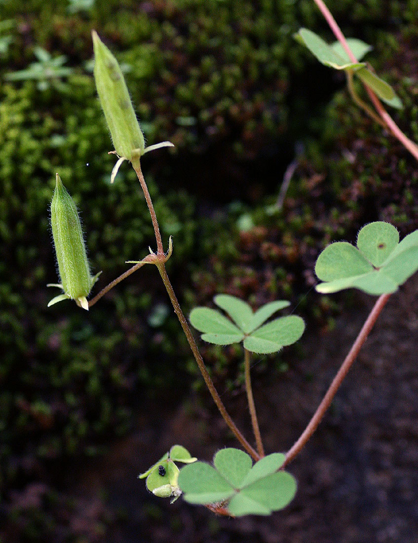Oxalis corniculata