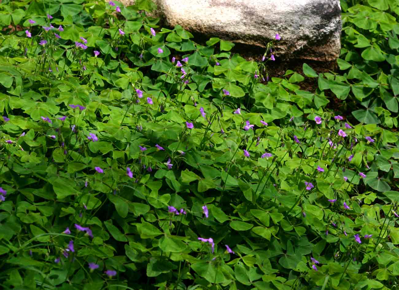 Oxalis latifolia