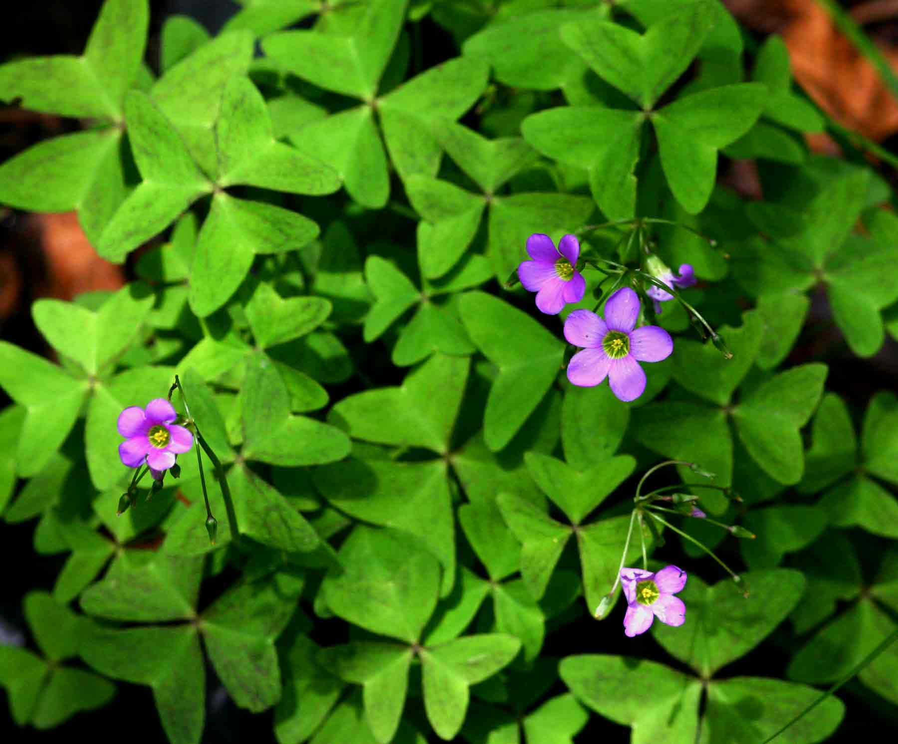 Oxalis latifolia