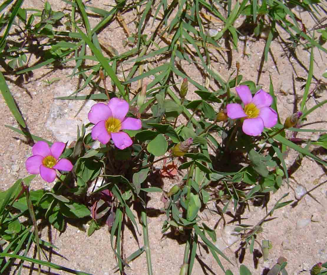 Oxalis obliquifolia