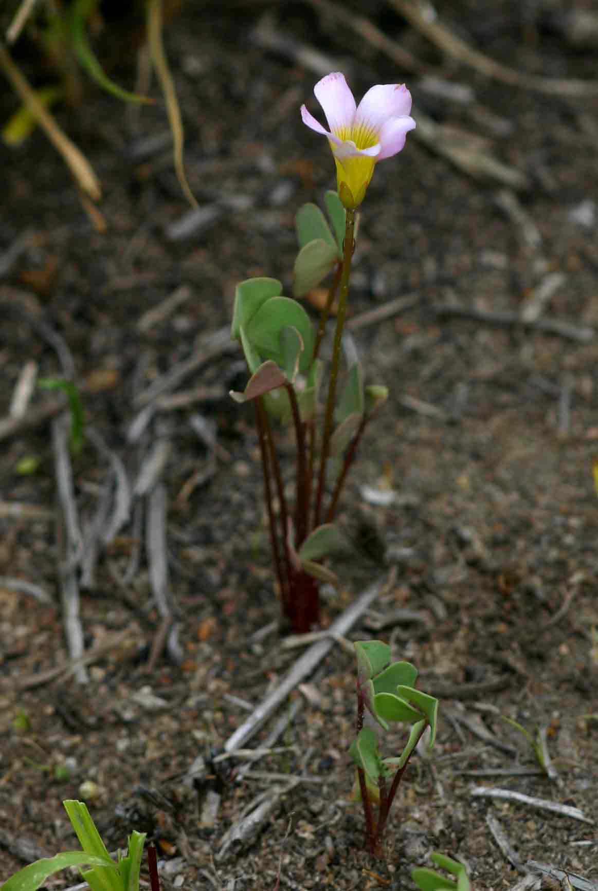 Oxalis obliquifolia Oxalis obliquifolia