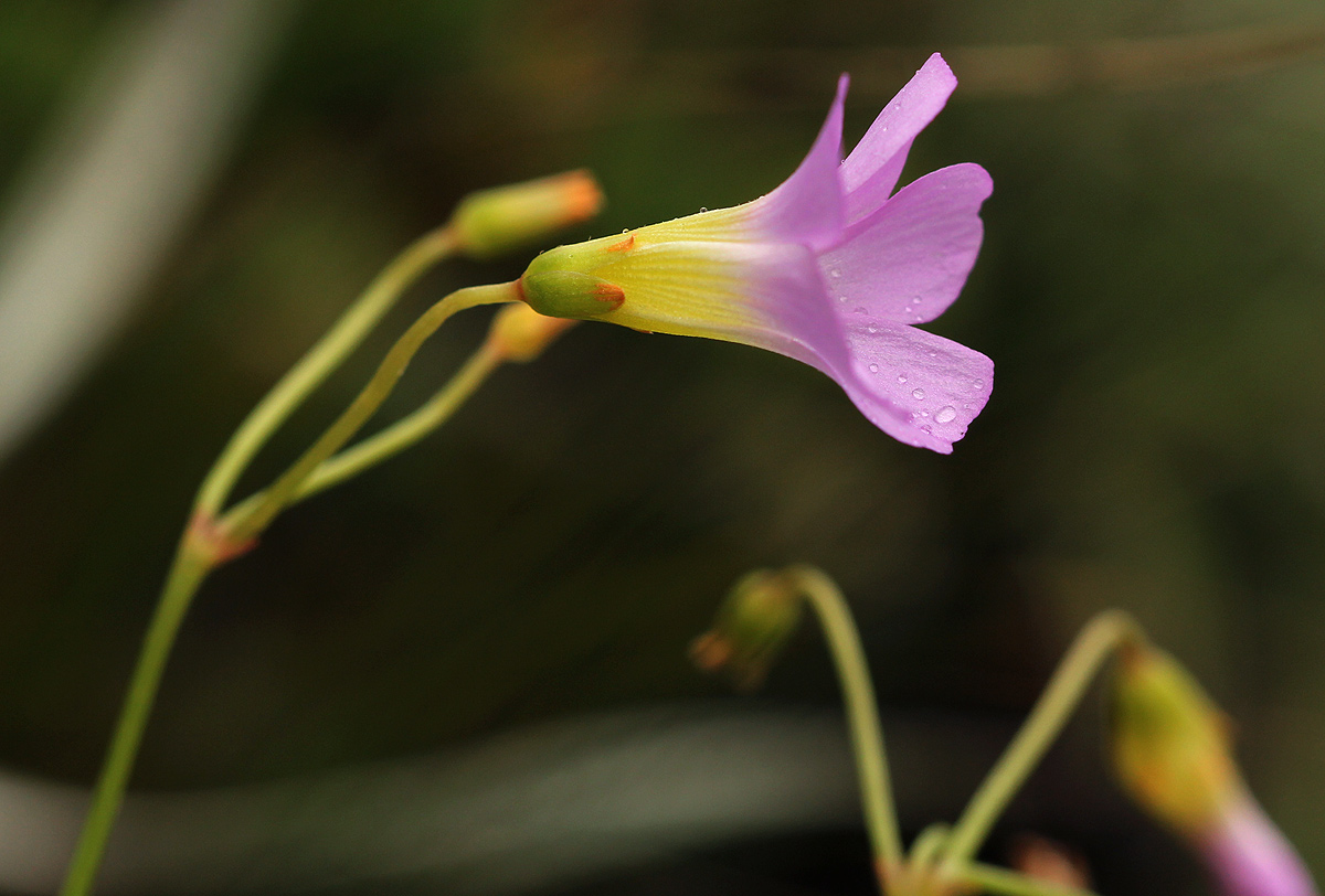 Oxalis semiloba subsp. semiloba