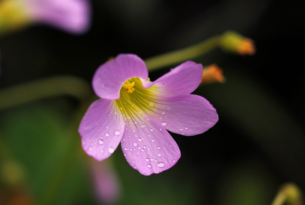 Oxalis semiloba subsp. semiloba