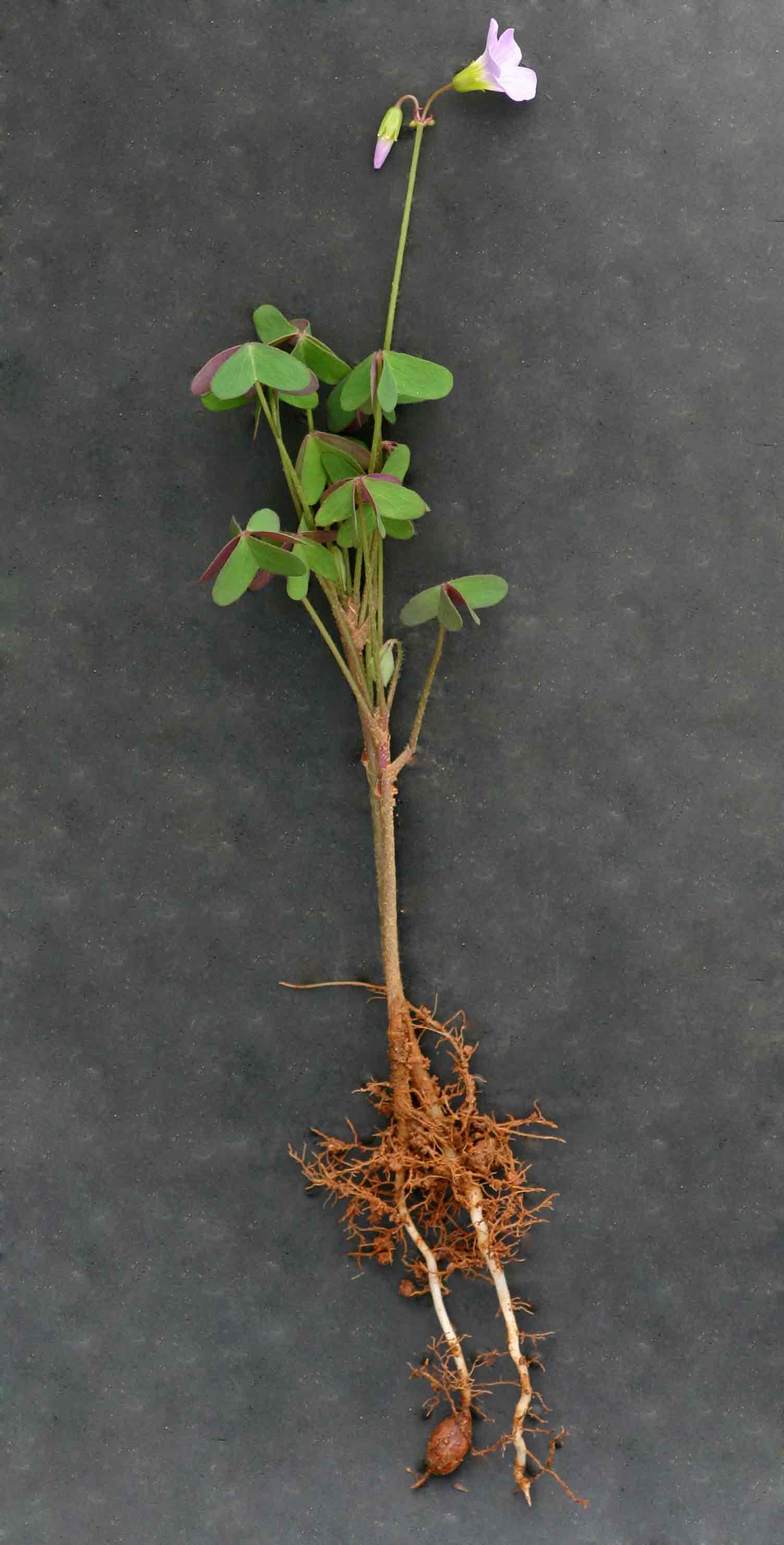 Oxalis semiloba subsp. semiloba
