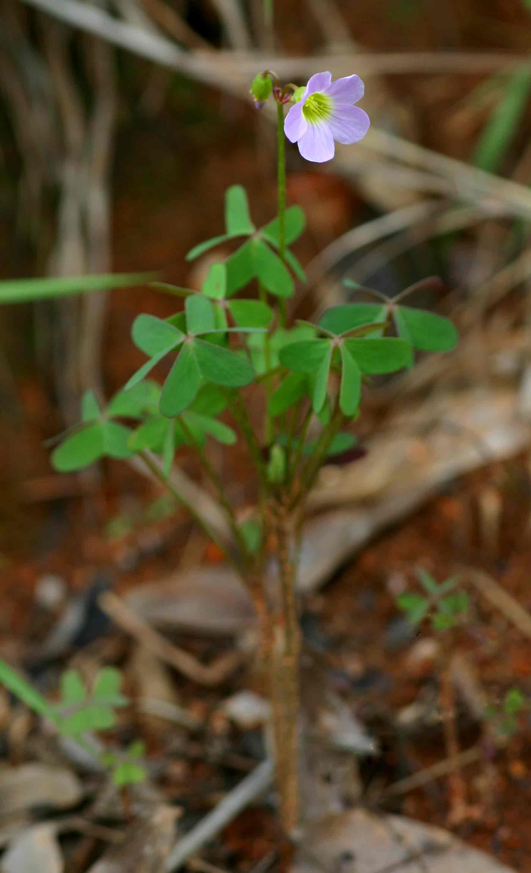 Oxalis semiloba subsp. semiloba