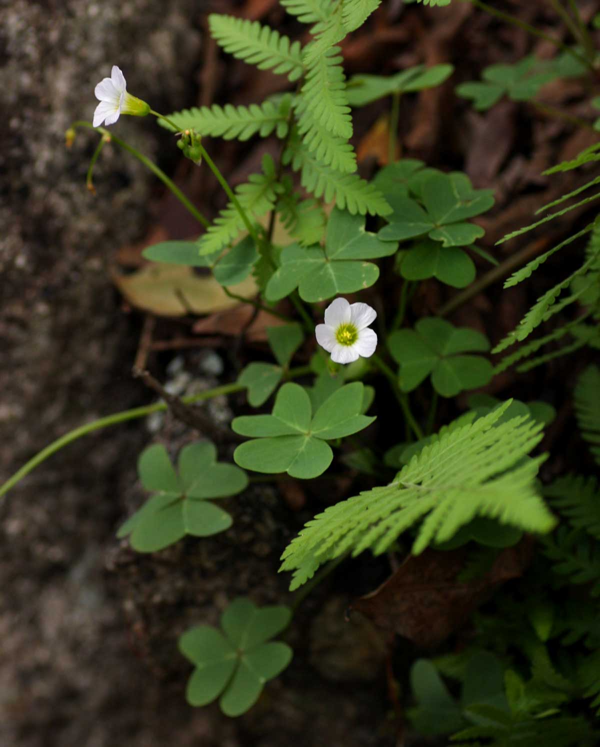 Oxalis semiloba subsp. semiloba