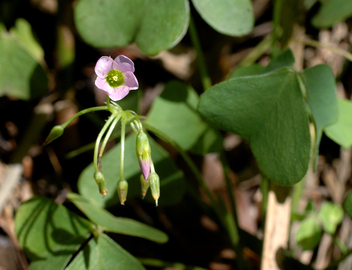 Oxalis semiloba subsp. semiloba