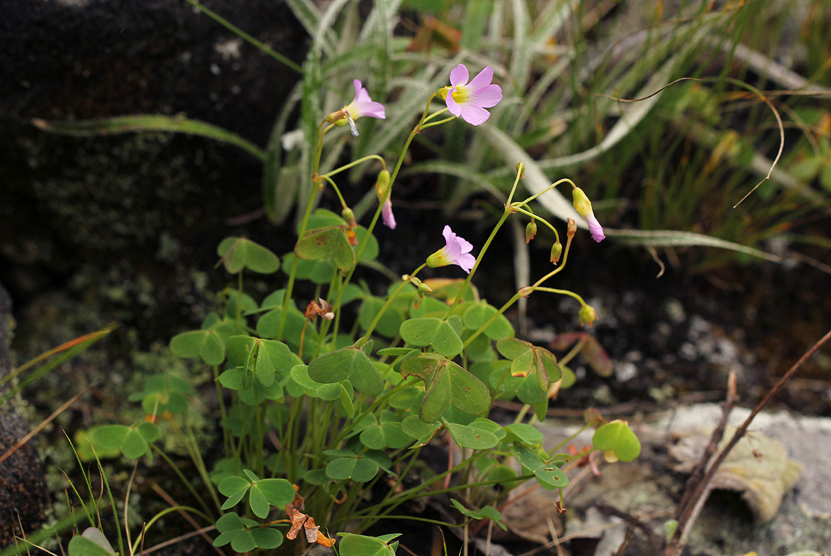 Oxalis semiloba subsp. semiloba
