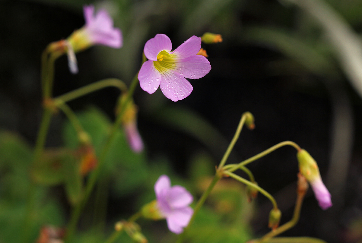 Oxalis semiloba subsp. semiloba