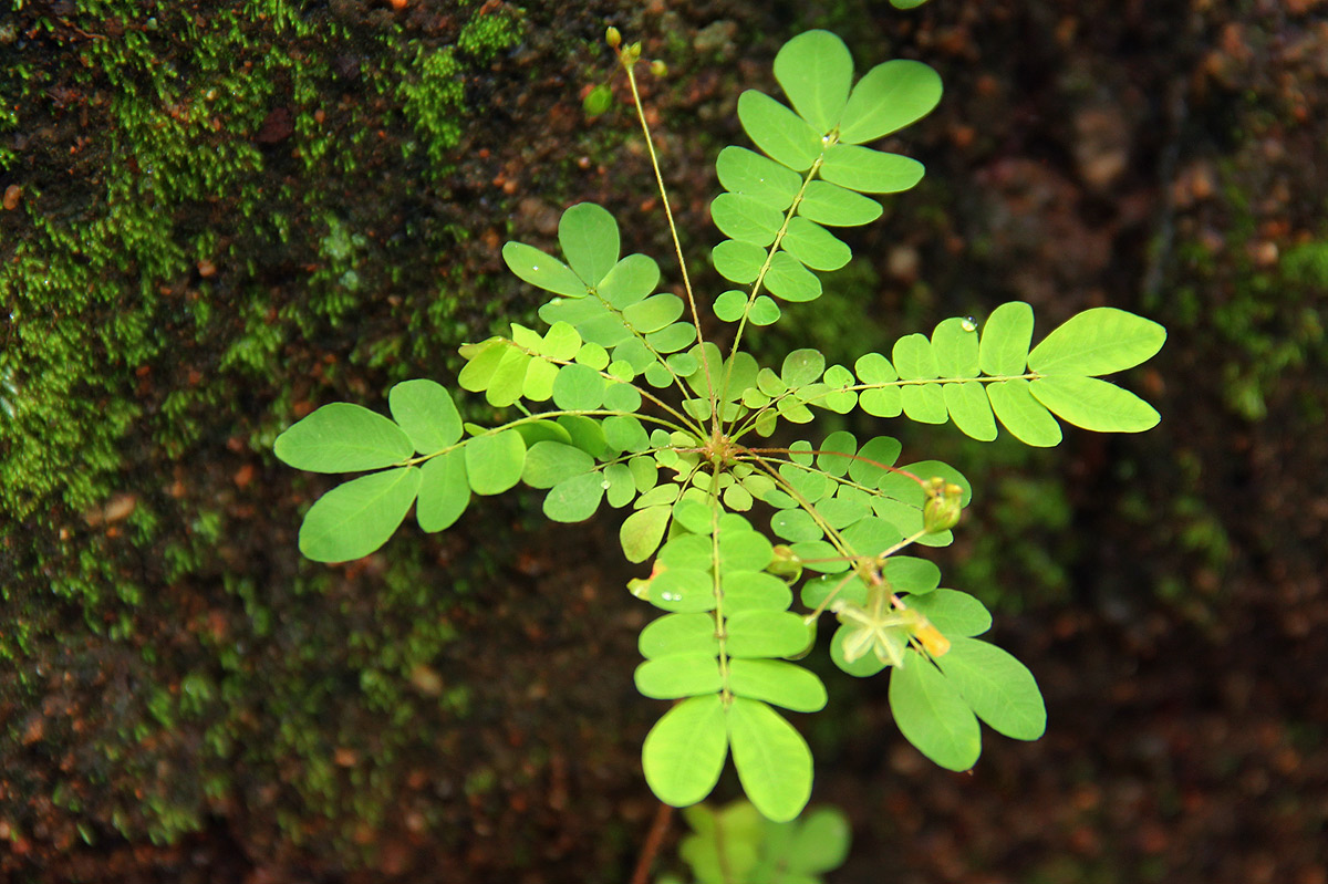 Biophytum abyssinicum