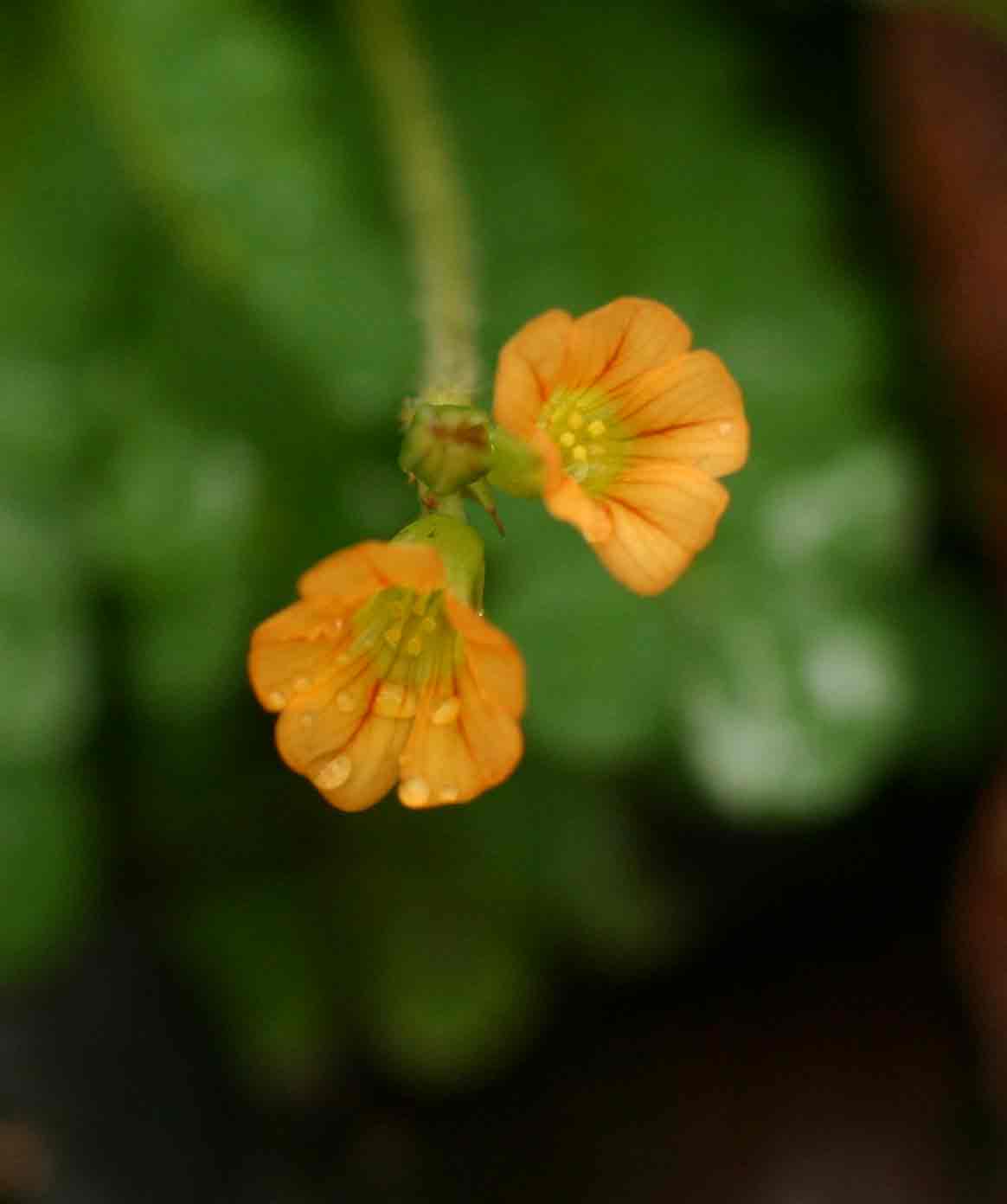 Biophytum umbraculum