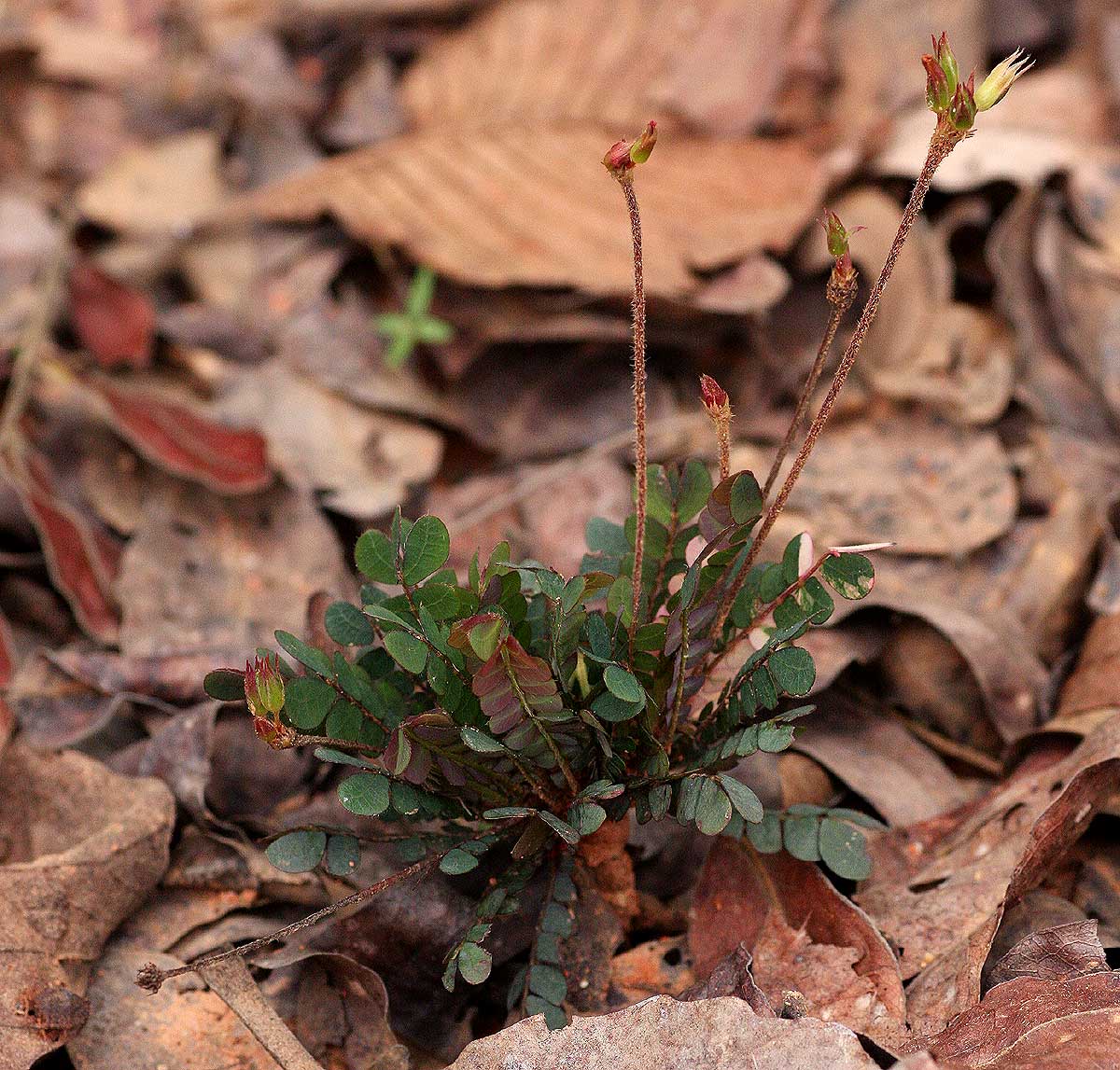 Biophytum umbraculum