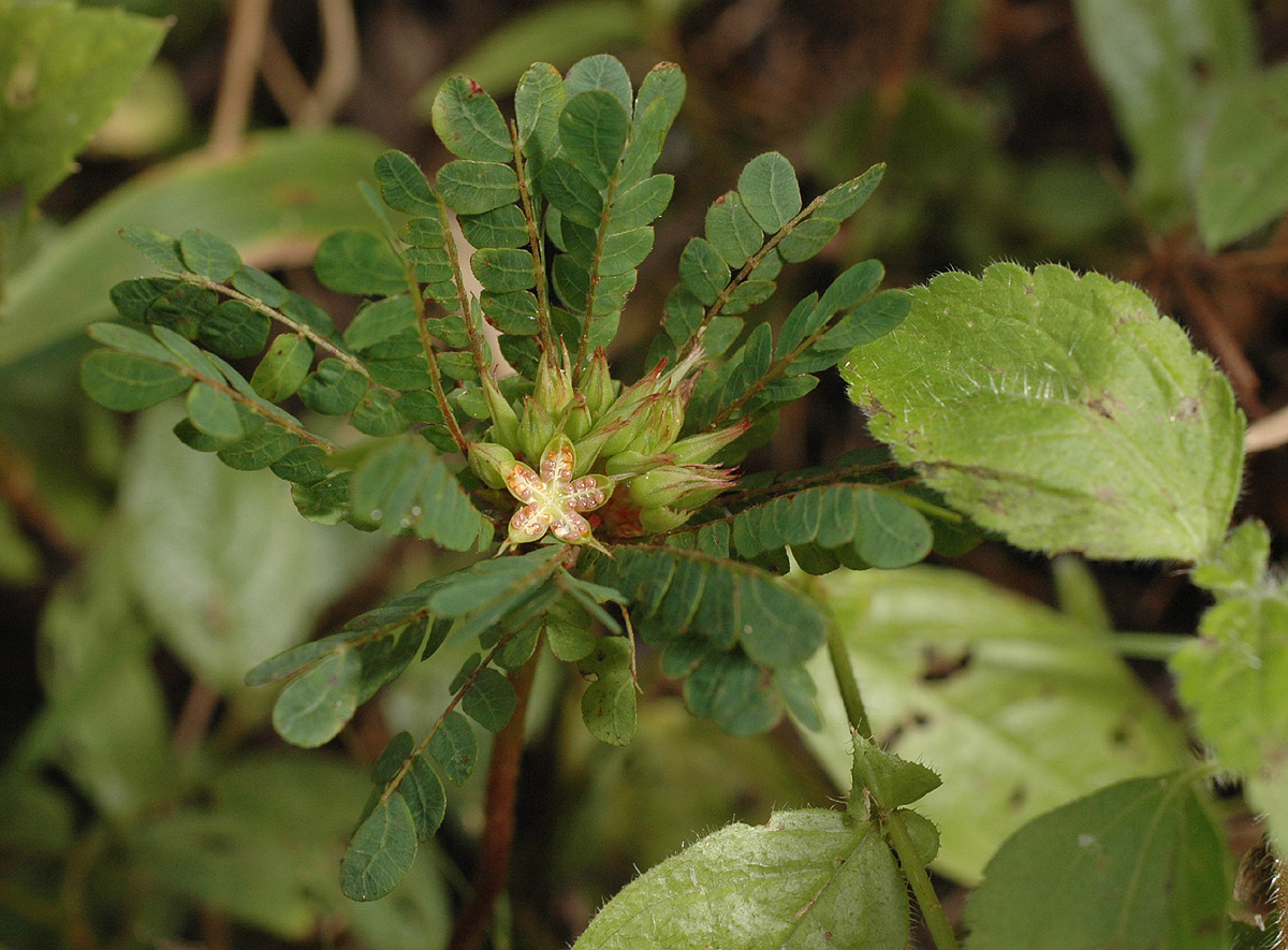 Biophytum umbraculum