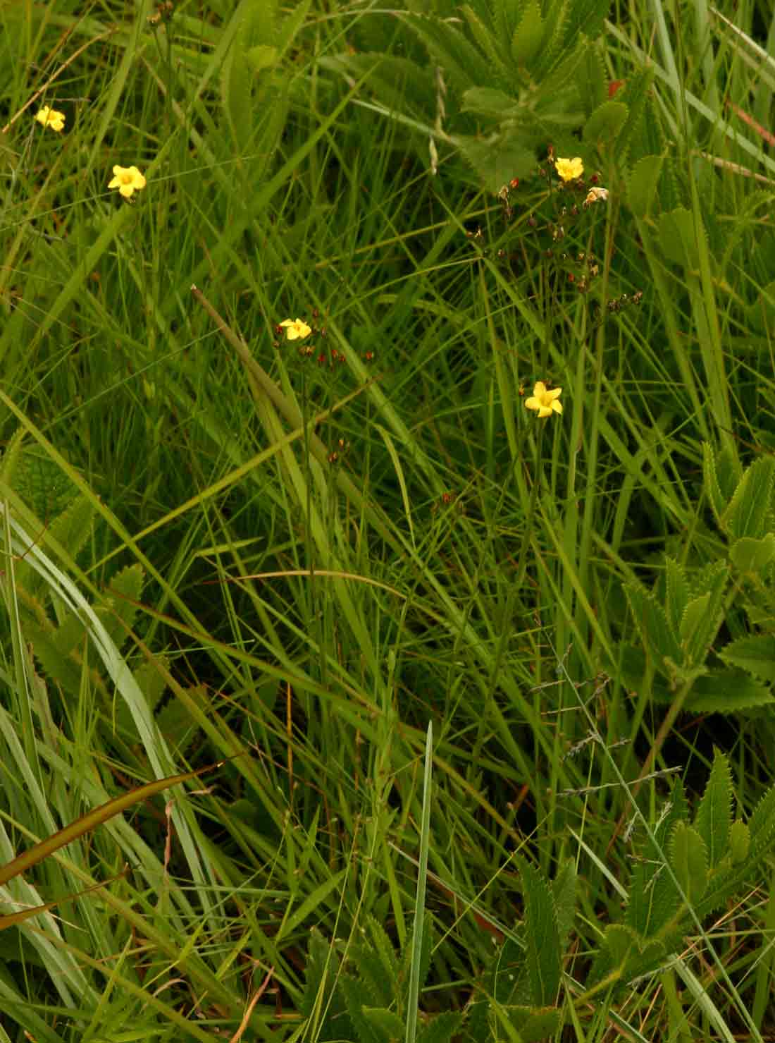 Linum thunbergii Linum thunbergii
