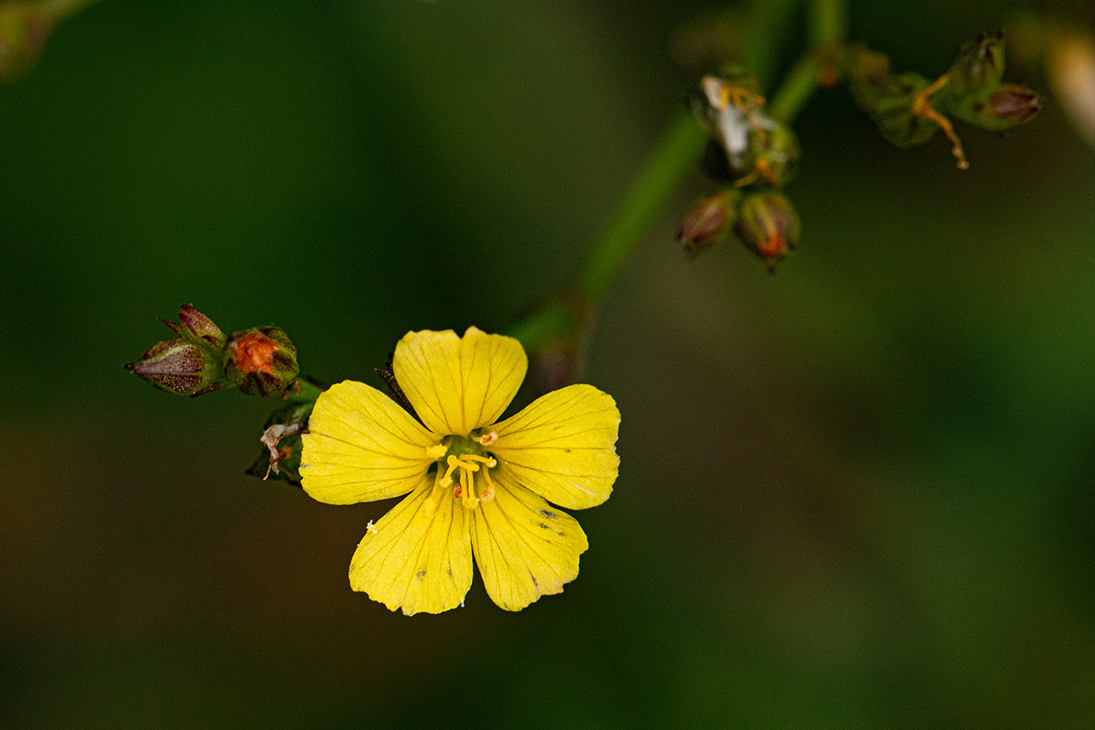 Linum thunbergii