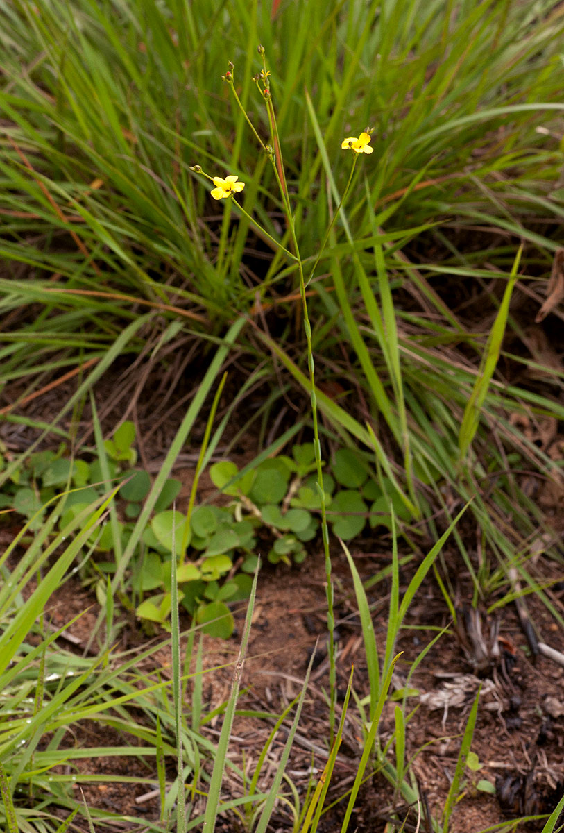 Linum thunbergii